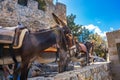 Donkey taxi Ã¢â¬â donkeys used to carry tourists to Acropolis of L Royalty Free Stock Photo